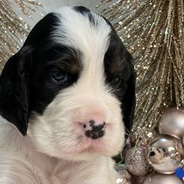English Springer Spaniel Puppies from Cedarhaven Springer Spaniels