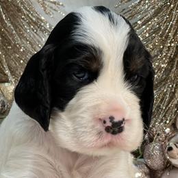 English Springer Spaniel Puppies from Cedarhaven Springer Spaniels