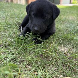 Hela - Light Purple - Black female Labrador Retriever puppy in Great Falls, Montana from Yogo Point Kennels