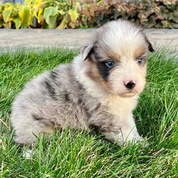 Oakley - Blue merle male Australian Shepherd puppy in Loda, Illinois from Pilcher Farms