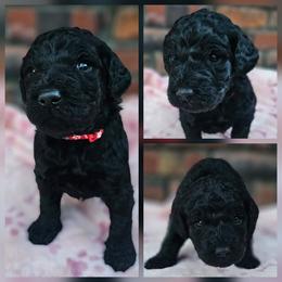 Niblet - Black female Goldendoodle puppy in Harris County, Texas from Cute & Curly Doodles