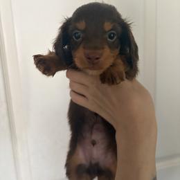 Peanut - Chocolate and tan male Dachshund puppy in Conroe, Texas from R&M Dachshunds
