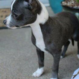 Chihuahua Puppies from Western Kentucky Chihuhua