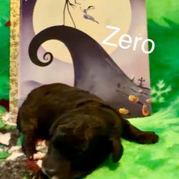 Zero - Phantom male Poodle puppy in Norman, Oklahoma from ShowME Miniature Poodles