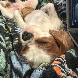 Cavalier King Charles Spaniel Puppies from 5dubs Cavaliers