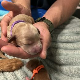 Goldendoodle Puppies from Lasting Legacy Family Dogs