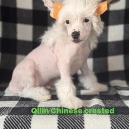 Versace Hairy Hairless - White male Chinese Crested puppy in Kentucky from Qilin Chinese Crested