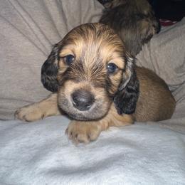 Mav - Cream male Dachshund puppy in Cabool, Missouri from Cedar Creek Doxies