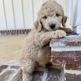 Bentley 1725 - Cream male Goldendoodle puppy in Rienzi, Mississippi from Saddle Hill Farms