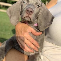 Weimaraner Puppies from Jennifer Anne's Weimaraners