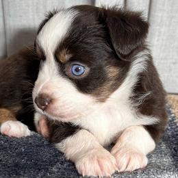 Girl 1 - Red tri female Toy Australian Shepherd puppy in Sulphur, Louisiana from Triple J Aussies and Corgis