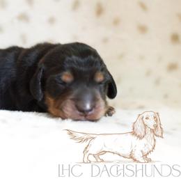 Moose - Black and tan male Dachshund puppy in Waco, Texas from LHC Dachshunds