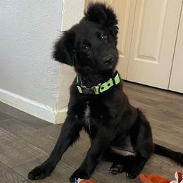 Ophelia - Miniature Australian Shepherd