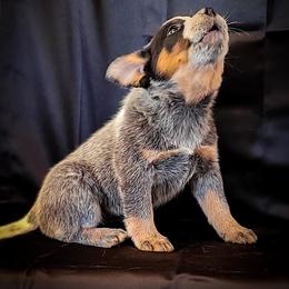 Anatolian Shepherd Dog and Australian Cattle Dog Puppies from 4D Cattle Dogs