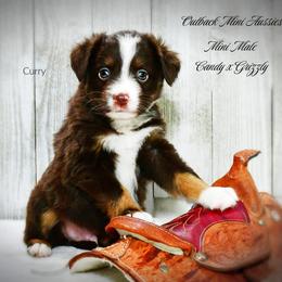 Curry - Red tri-color male Australian Shepherd puppy in Ranger, Texas from Outback Mini Aussies