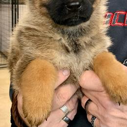 German Shepherd Puppies from BOCCI Shepherds