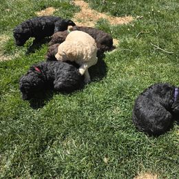 Poodle Puppies from shelby ealey