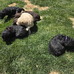 Poodle Puppies from shelby ealey