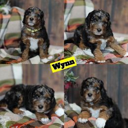 Wynn - Blue merle female Bernedoodle puppy in Sioux Falls, South Dakota from Dolly's Doodles