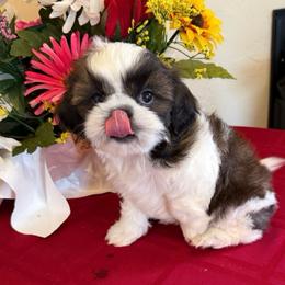 AKC Pickles - Champion Bloodline - Tricolor male Shih Tzu puppy in Long Beach, California from Prieto Shih-Tzu's