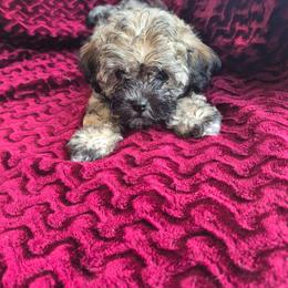 Sage - female Companion Cross puppy in Richmond, Texas from Marcia Hamlet