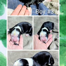 Australian Shepherd and Great Dane Puppies from AEW Farm