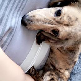 Lady - Dachshund