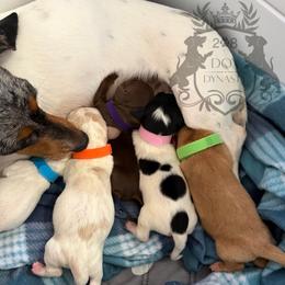 Dachshund Puppies from 208 Dox Dynasty