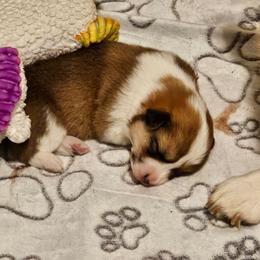 Taters - Sable male Pembroke Welsh Corgi puppy in Williams, California from Half Hitch Corgis