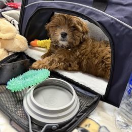 Assorted Doodle Crosses, Aussiedoodle, Australian Shepherd, Long Haired Weimaraner, Shihpoo, and Shih Tzu Puppies from Rockiń N Kennel