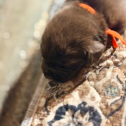 Orange - Chocolate male Labrador Retriever puppy in Millville, New Jersey from Creekside Canines