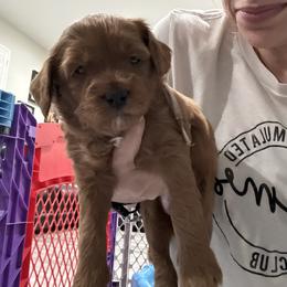 Pink - Red  female Goldendoodle puppy in Southampton, Pennsylvania from Pumpkin Patch Doodles