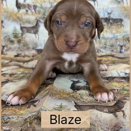 Blaze - Red merle male Catahoula Leopard Dog puppy in Forbes, Minnesota from North Country Catahoulas