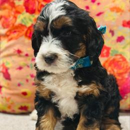 Snickers - Tri-color male Bernedoodle puppy in Sherman, Illinois from Shirl Doodle Life