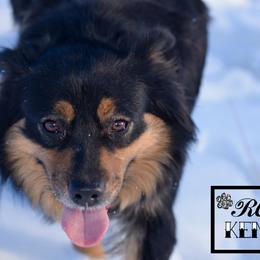 Miniature Australian Shepherd All Grown Up from Rustic Original Aussies