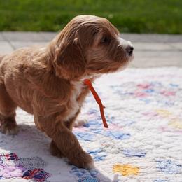 Winnie - Cream female Goldendoodle puppy in Lancaster, Pennsylvania from Henriquez Puppies