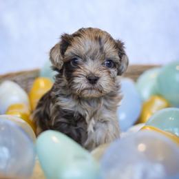 Tilly - Liver female Shihpoo puppy in Nickelsville, Virginia from The Teddybear Shihpoo