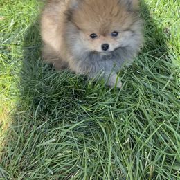 Pomeranian Puppies from PomTree tribe
