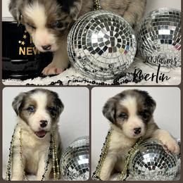 (1) Pilgram - Blue merle male Australian Shepherd puppy in Huntington, Texas from JKKJ Farms