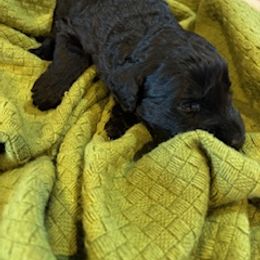 Bonnie - Black female Giant Schnauzer puppy in Noblesville, Indiana from Stratton House Kennels