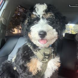Burnzie - Bernedoodle