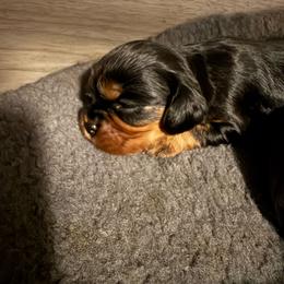 Girl 3 - Black and tan female Cavalier King Charles Spaniel puppy in Jacksonville, Florida from Lori Van Doorn's Cavalier King Charles Spaniel