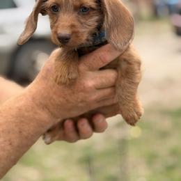 Roger - Red male Dachshund puppy in Marshfield, Missouri from WH Hounds