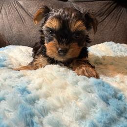 Tom Cruise - Black and tan male Yorkshire Terrier puppy in San Antonio, Texas from Sweet as dessert puppies