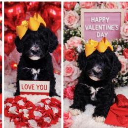Daisy - Black and white female Bernedoodle puppy in Elkhart, Iowa from Quality Iowa Doodles