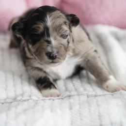 Frosty - Blue merle female Australian Shepherd puppy in Kokomo, Indiana from North Central Aussies