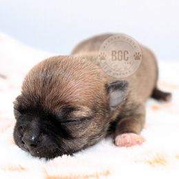 Kiwi - Black sabled fawn female Chihuahua puppy in Forsyth, Georgia from Brooks Grove Canines LLC