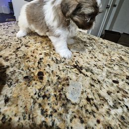 Shih Tzu and Vizsla Puppies from Kevin Hastings