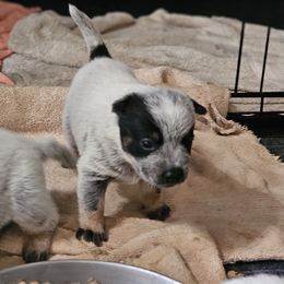 Australian Cattle Dog Puppies from Lakota Australian Cattle Dogs