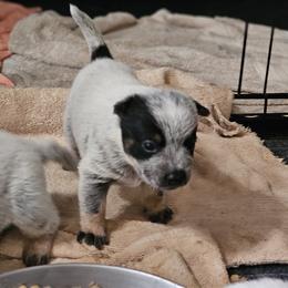 Australian Cattle Dog Puppies from Lakota Australian Cattle Dogs